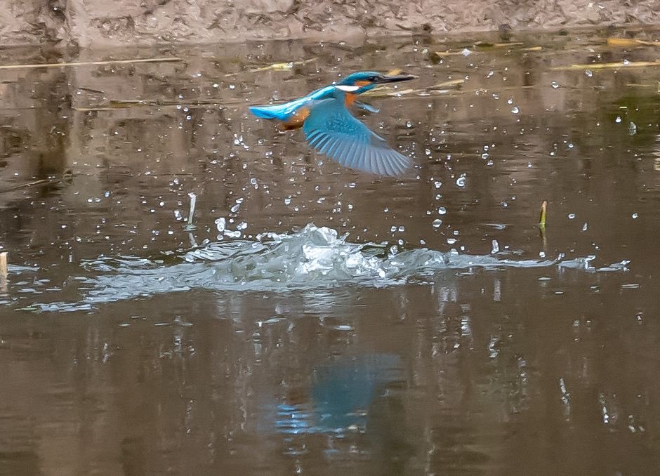scmediauk's tweet photo. Great opportunity to catch this spectacular little king of the fishers at ⁦@WWTSlimbridge⁩ yesterday ⁦@slimbridge_wild⁩ https://t.co/AqAQLucUhp