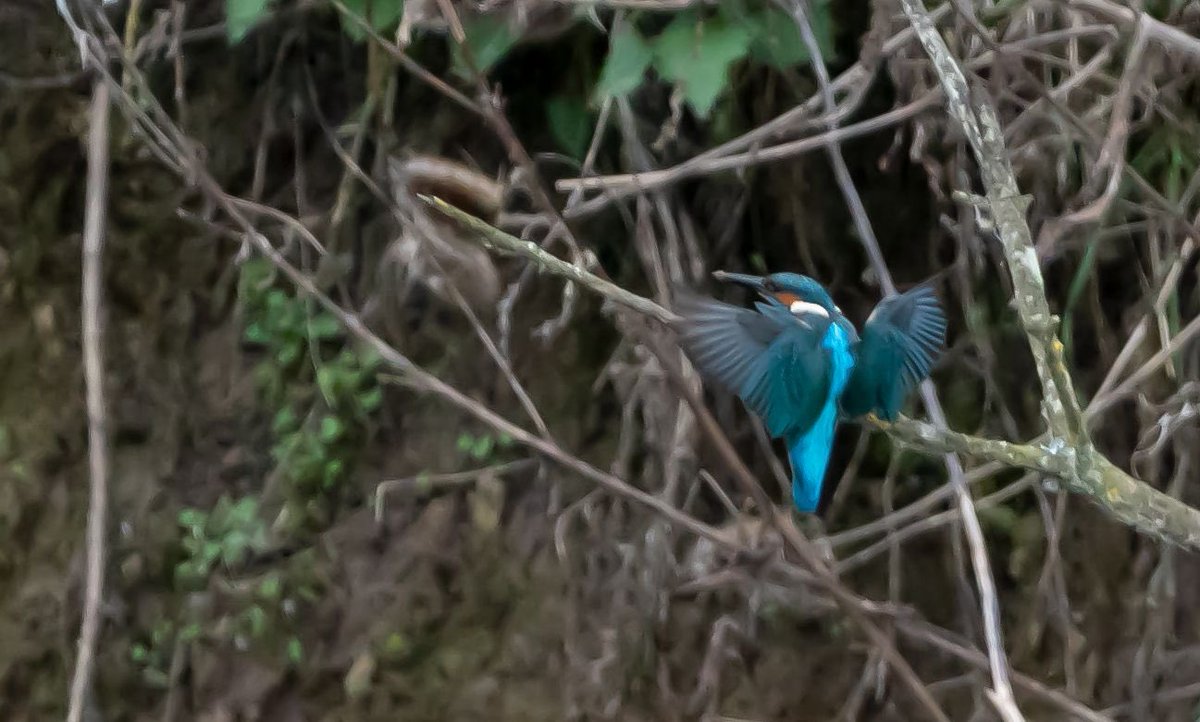 scmediauk's tweet photo. Great opportunity to catch this spectacular little king of the fishers at ⁦@WWTSlimbridge⁩ yesterday ⁦@slimbridge_wild⁩ https://t.co/AqAQLucUhp