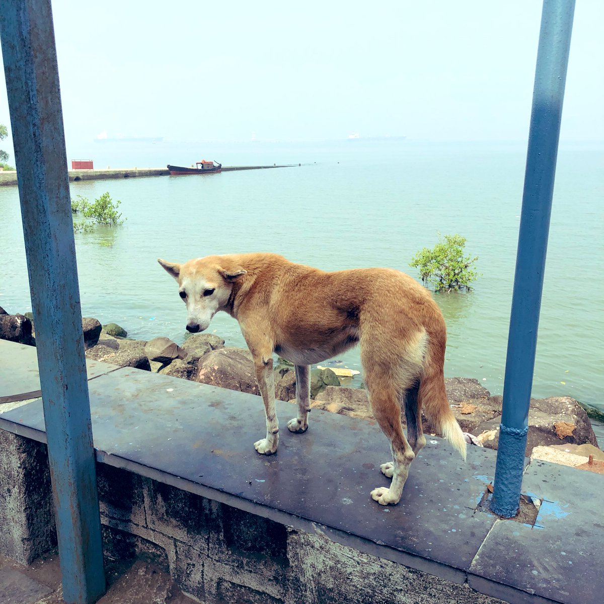 インド犬 インド犬