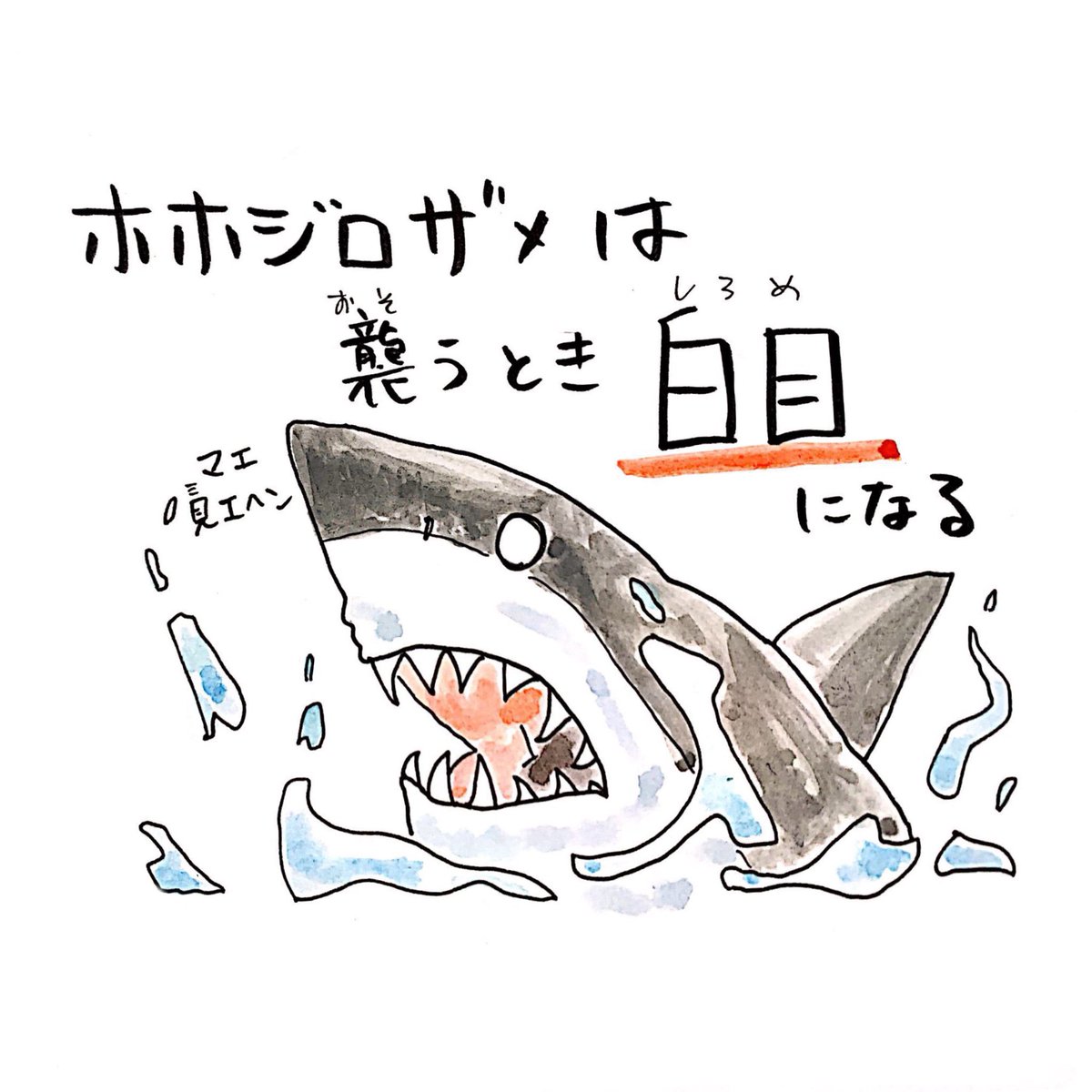 瀬戸内海の白身の王様 キジハタ あなたのところはなんて呼びます さか さかなのおにいさん かわちゃん の漫画