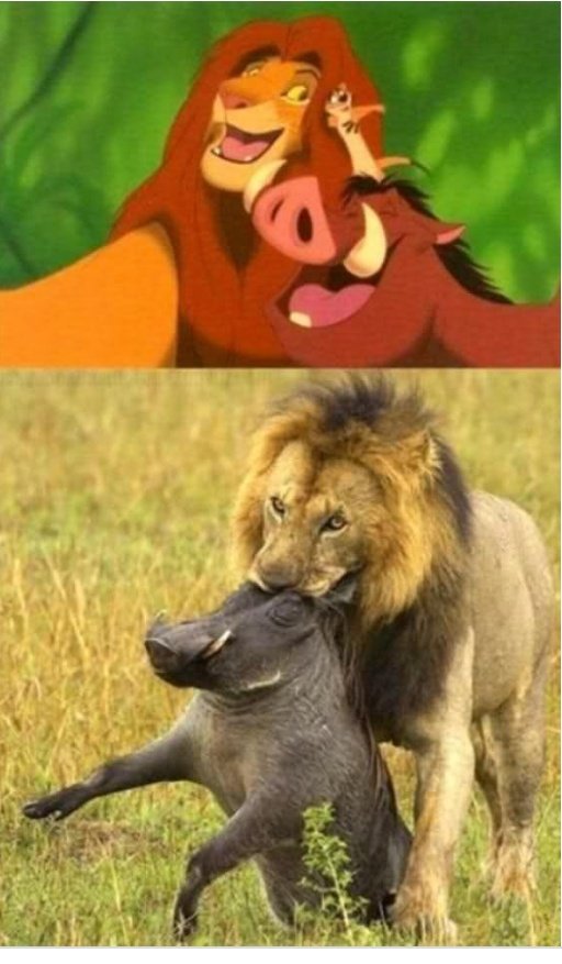 joseluispepee's tweet photo. Yo ya sabia que simba era un hijo de puta..... https://t.co/vjqy8aXnM2