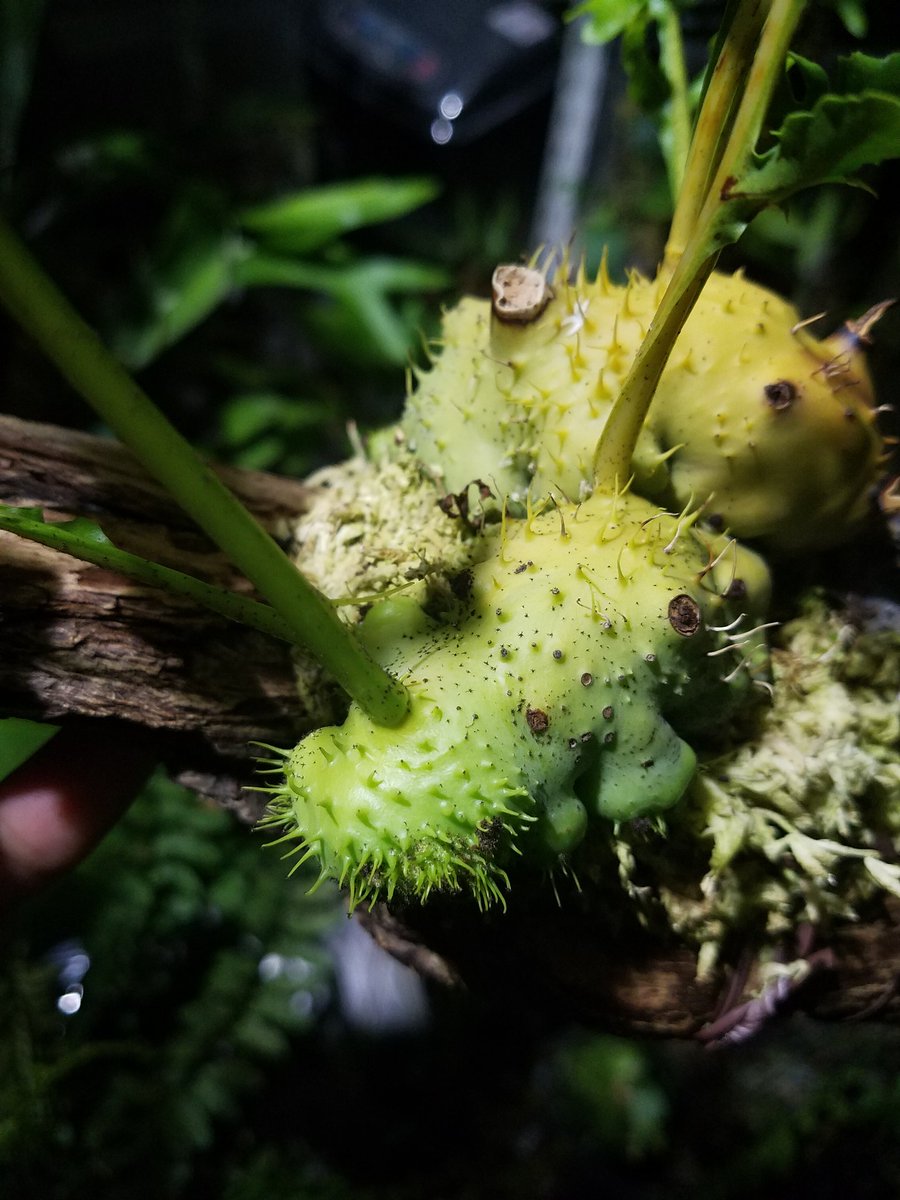 Itome 伊藤蟻植物農園 V Twitter 明日 アーバンリサーチ ドアーズ 南船場店で開催中の 植物と にて 1日だけ展示販売致します 折角なので コレクションをいくつか持って行って展示しようと思います またもやお洒落にアリ植物が並ぶのはドキドキです