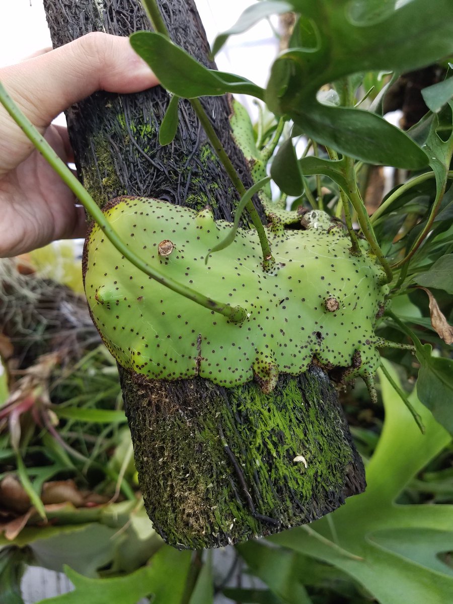 Itome 伊藤蟻植物農園 A Twitter 明日 アーバンリサーチ ドアーズ 南船場店で開催中の 植物と にて 1日だけ展示販売致します 折角なので コレクションをいくつか持って行って展示しようと思います またもやお洒落にアリ植物が並ぶのはドキドキです