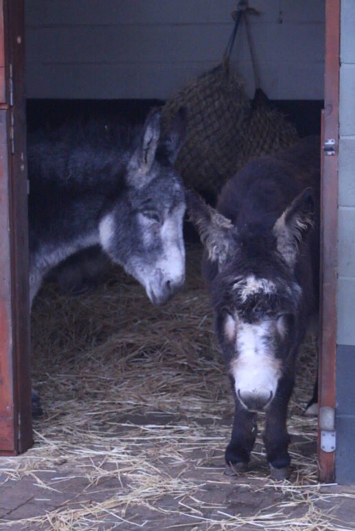 Rain rain go away ☔️

There’s nothing like a donkey cuddle to brighten the day ❤️