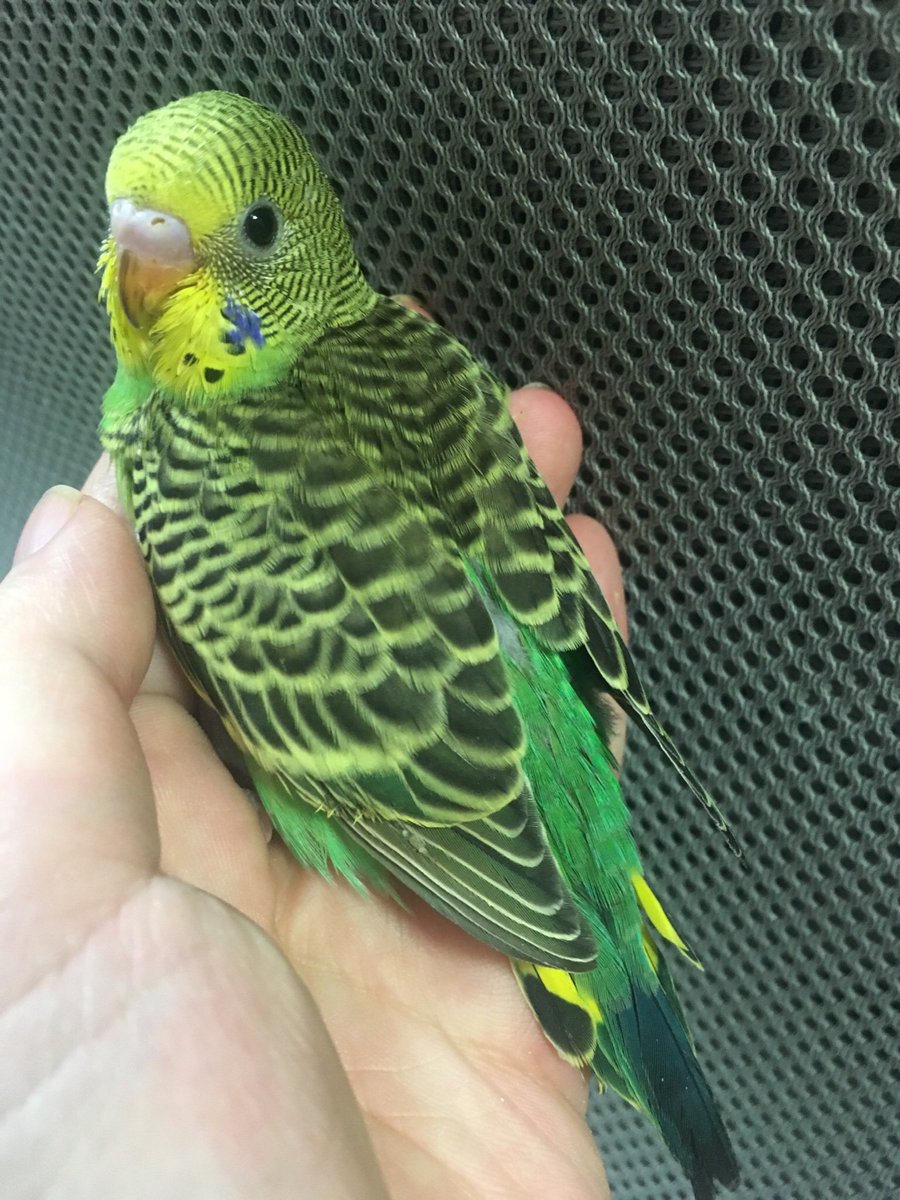 里親 インコ