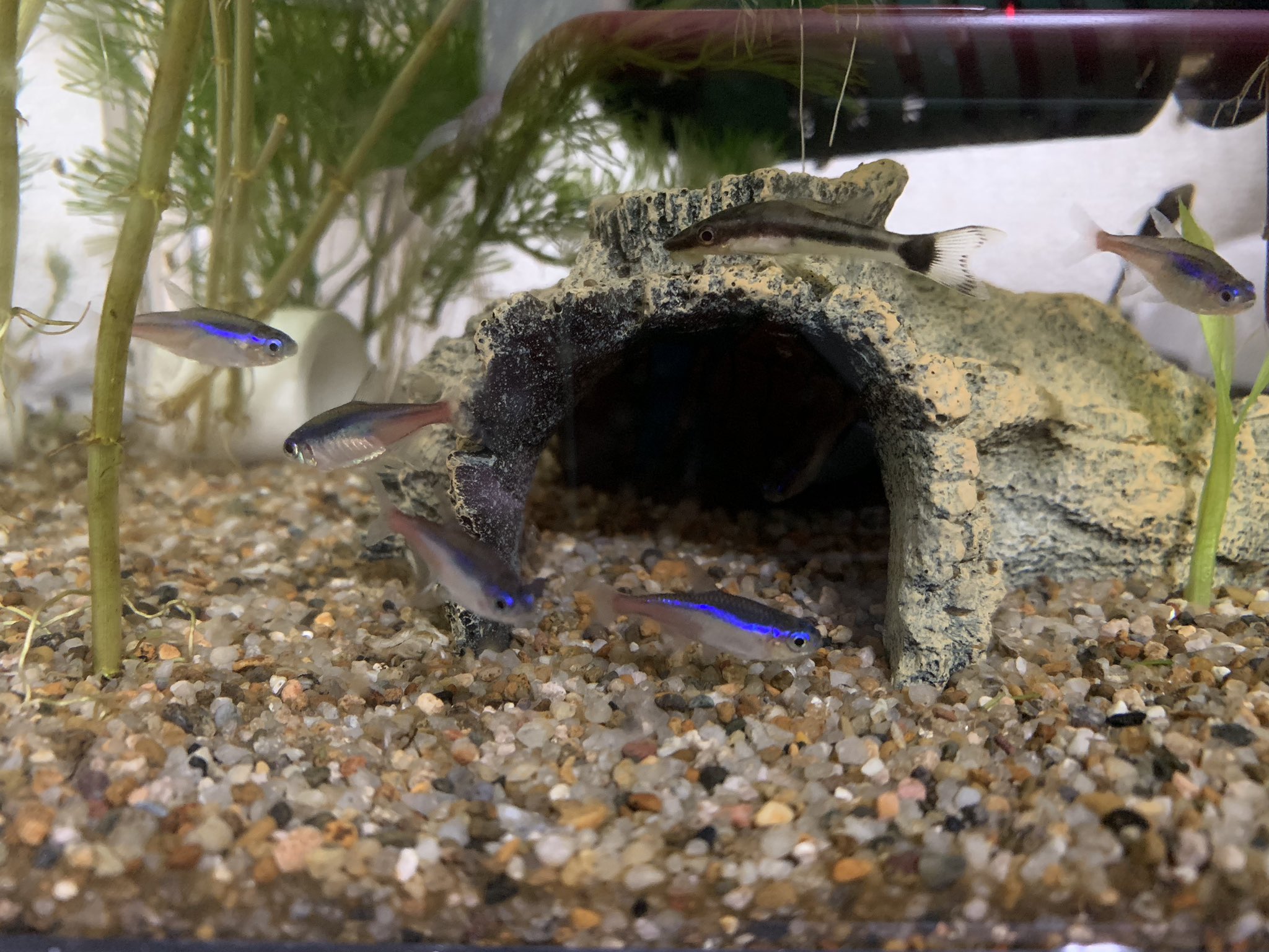 くろつき ネオンテトラ飼い始めてから知ったことだけど 寝起きのネオンテトラは色が薄い T Co O0qftyorgn Twitter