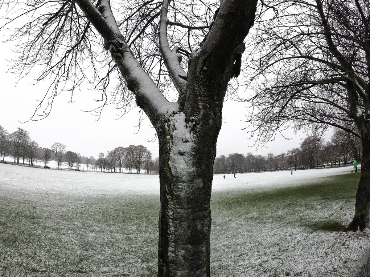 PhotoGoku's tweet photo. #snow on #CoronationWalk #SakuraWay at #MeadowsEdinburgh #March https://t.co/DHZNuORGtT