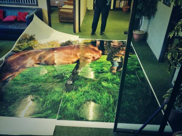 WindrushGroup's tweet image. Why play it safe when you can go BIG?! Our large format printers have got you covered - that's one big horse! #LargeFormat #Print #WitneyPrinters