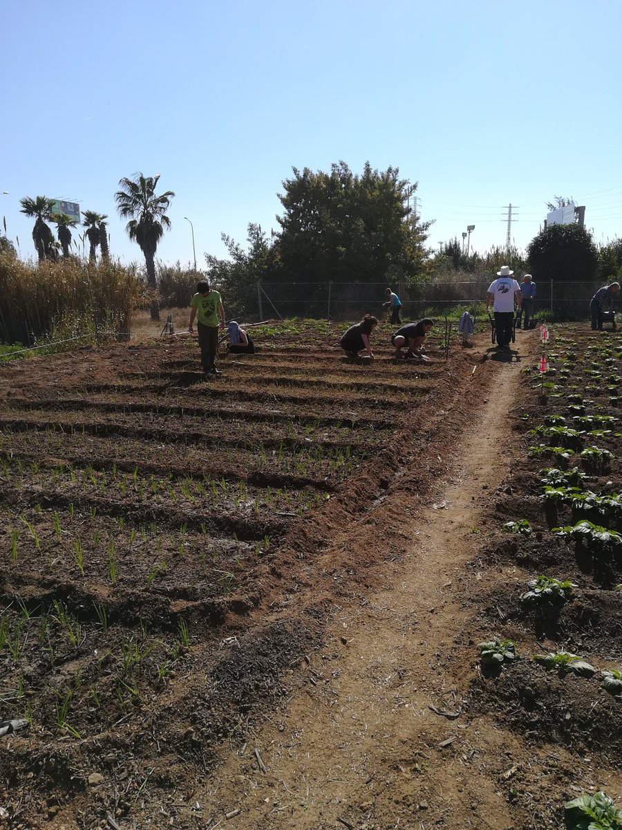 labadoquera's tweet photo. Dissabte de feina col·lectiva a la Badoquera: fem plantada de ceba per secar i un bancal de meloneres.

Cada dia en som més i fa més gust ajuntar-nos! 

16-3-2019 https://t.co/UfxiH9YOfJ