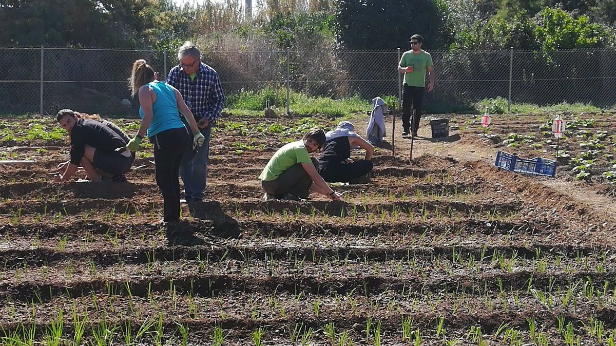 labadoquera's tweet photo. Dissabte de feina col·lectiva a la Badoquera: fem plantada de ceba per secar i un bancal de meloneres.

Cada dia en som més i fa més gust ajuntar-nos! 

16-3-2019 https://t.co/UfxiH9YOfJ