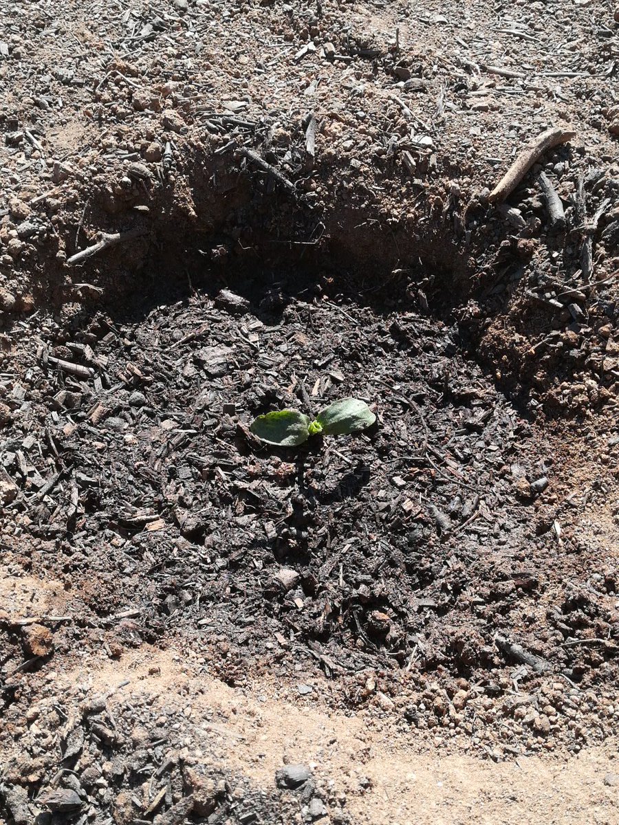 labadoquera's tweet photo. Dissabte de feina col·lectiva a la Badoquera: fem plantada de ceba per secar i un bancal de meloneres.

Cada dia en som més i fa més gust ajuntar-nos! 

16-3-2019 https://t.co/UfxiH9YOfJ