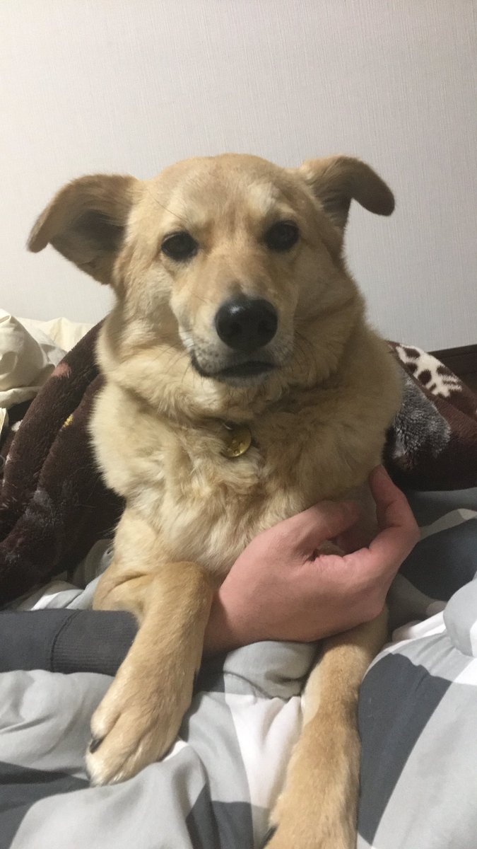 塩田 アフロ 寝る前によくベロンベロン手を舐めてくるから写真取るんだけど せっかくだからと動画に切り替えると必ず止まる なぜなんだ もちろん無音アプリだ