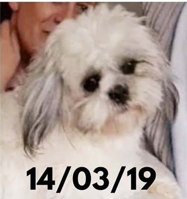 🐾WILLOW is missing 14/03/2019 from Matching Green CM17 area🐾

#willow was seen on CCTV disappearing through the hedge, did you see #willow that day? Theft by finding is a criminal offence #scanthatchip #DogTheftAwareness  #GrasmereGarage