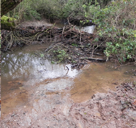 elyethefish's tweet photo. @woodinrivers @Blacky_Himself These before and after pictures show how a dynamic beaver dam in a deep silty channel transformed about 50m of stream as it washed out. @DevonWildlife #devonbeavers
https://t.co/adNRmdOENZ https://t.co/OEpMKpCYD1