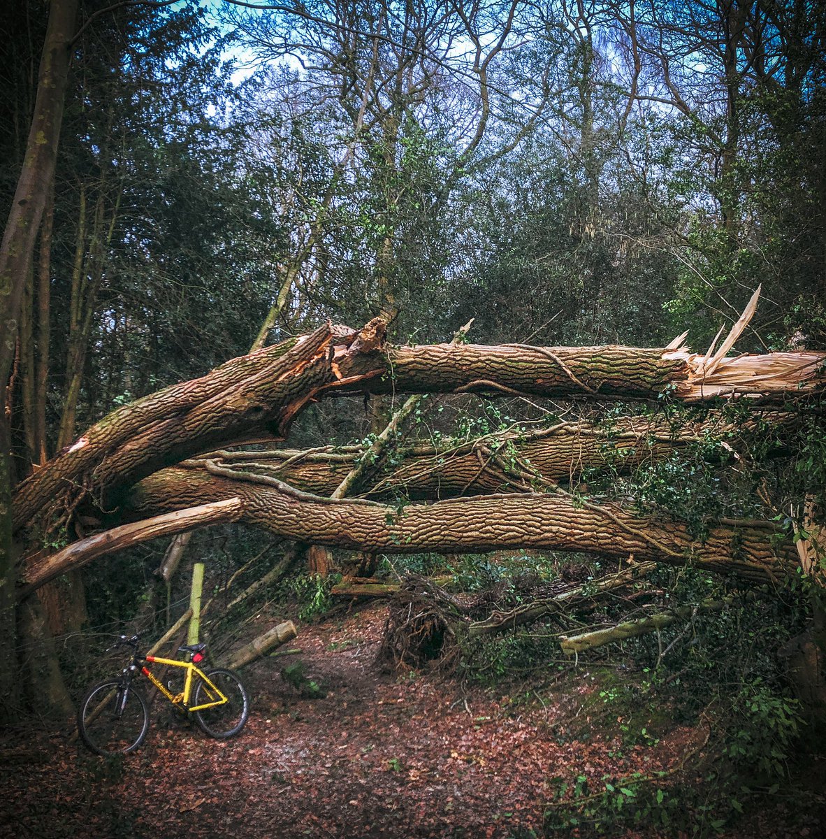 Still stormy! #tree casualty of #StormGareth #nature #naturephotography #surrey #forest #storm #woodland #OurWorldIsWorthSaving #ClimateChange #natural