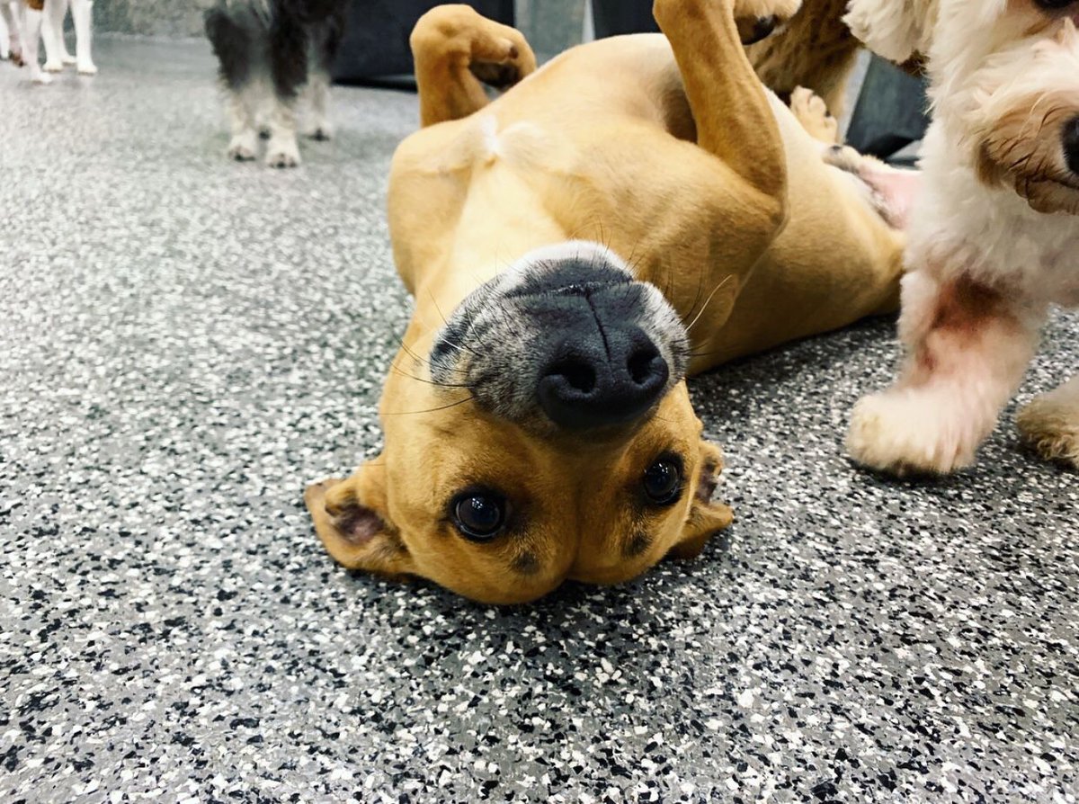 PawCommons's tweet image. We get get asked for belly rubs all day long! We couldn’t say no to those eyes 😍
.⠀⠀
.⠀⠀
. How does your dog ask for belly rubs?
.⠀⠀
.
.⠀⠀
.⠀⠀
#dog #dogs #sandiego #baypark #hillcrest #encinitas #gilbert #california #cali #arizona #kissmypaws #pawcommons #saturday