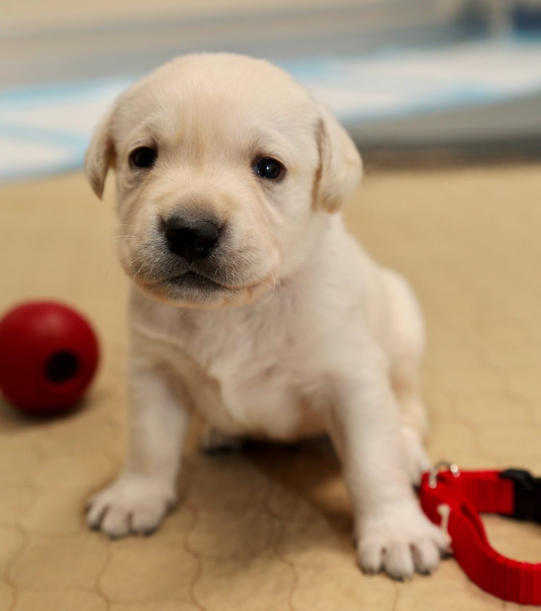 AndreaMcCarren's tweet photo. PenFed prides itself on great rates and first class service. But behind the scenes, @PenFed employees give back to their communities in so many ways. In 2019, five members of the PenFed family will be raising future service dogs on the job at five different locations. @ccicanine https://t.co/qCzVLKr7K4