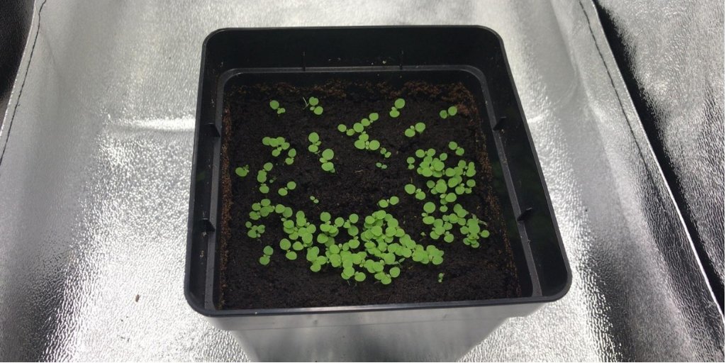 GWHorticulture's tweet image. Birmingham’s got some seeds growing in Tropic Mix 🌱

#freetheseeds #seednerd