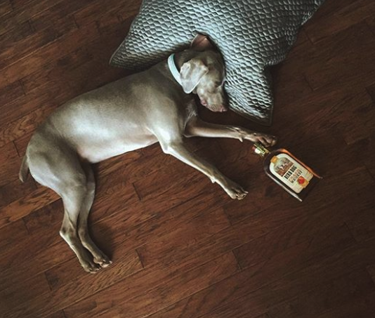 birddogwhiskey's tweet photo. Last night was ruff and we had too much fun so I'll just lay here all day!
..
..
..
..
#weekend #flavoredwhiskey #peach #bourbon #Whiskey #party #stpatsweekend https://t.co/Z5RYpobAnY