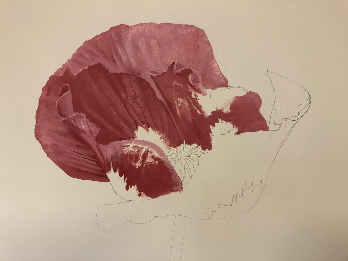 Longing for the heat. This, a poppy papaver somniferum in progress #heat #poppy #worksonpaper #oils #pencil