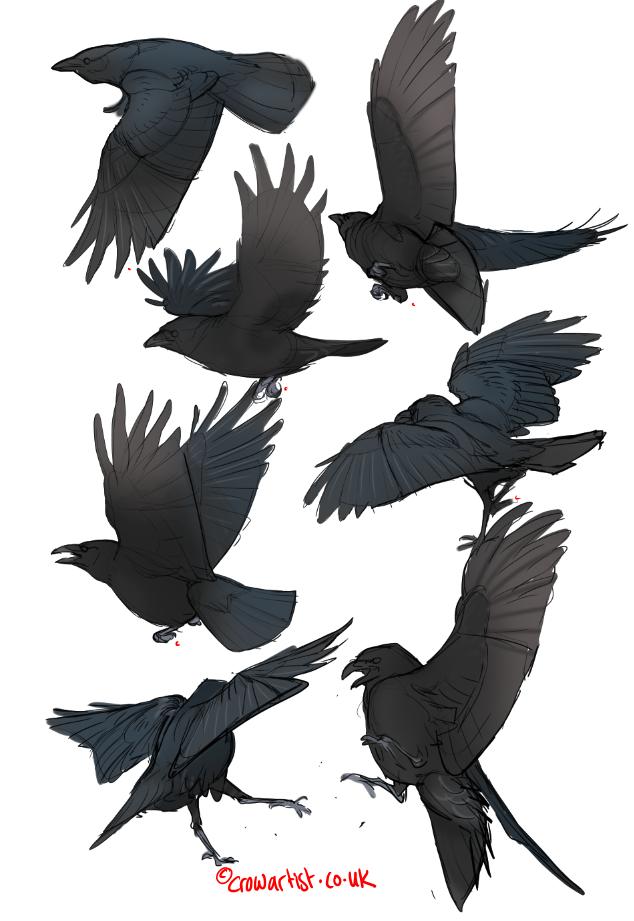 Set of black raven birds, hand drawn crows flock. Drawing sketch Stock  Vector by ©goldenshrimp 250114316