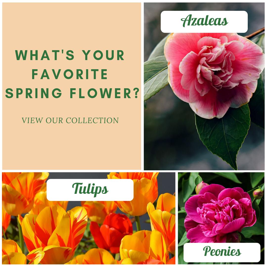 simiconroys's tweet image. Your home is your sanctuary. Bring spring into your home with a bright reflection of the season. Place an order today: simiflowersandgifts.com