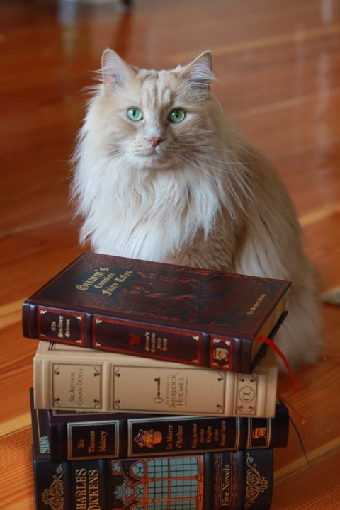 Aaand stop! How much reading did you get done? As a reward for the reading sprint (and to inspire more reading throughout the day) here's a photo of my cat Calvin 🐱 Take a break if you want, and we'll continue with another sprint in a little bit!