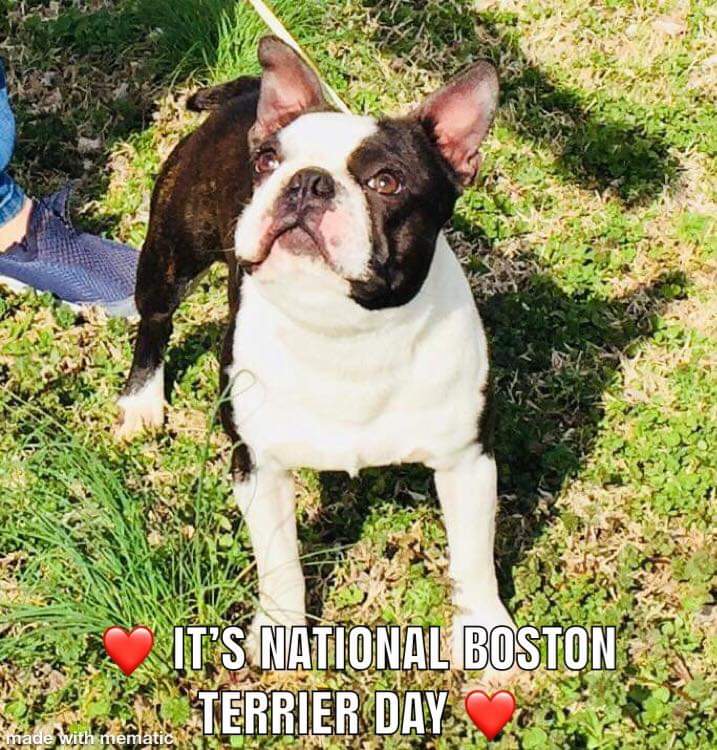 national boston terrier day