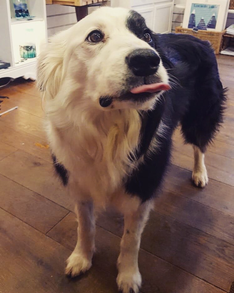 zakthecolliedog's tweet photo. ...But Mum... I don’t want to go out in this weather!! 
#blowingraspberries #tongueout #ifihaveto #zakthecolliedog #cherrydidi
@BCTGB @zakthecolliedog @CherrydidiUK @LoveAmbleside https://t.co/flqIaoIBfn