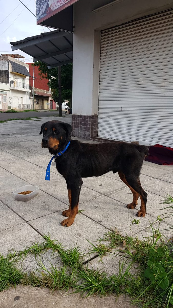 nachiitodelrojo's tweet photo. Gente ayer mi viejo lo encontro en la calle, esta mal y triste, es super bueno y amoroso. Tiene collar con un numero (1108), parece abandonado. Porfavor agradeceriamos su difusion y si alguien puede ayudar que se comunique. Muchisimas gracias. https://t.co/rNY8vaWU5n