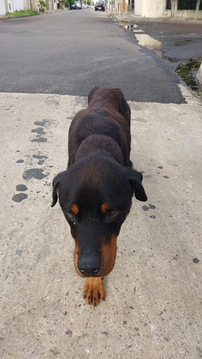 nachiitodelrojo's tweet photo. Gente ayer mi viejo lo encontro en la calle, esta mal y triste, es super bueno y amoroso. Tiene collar con un numero (1108), parece abandonado. Porfavor agradeceriamos su difusion y si alguien puede ayudar que se comunique. Muchisimas gracias. https://t.co/rNY8vaWU5n