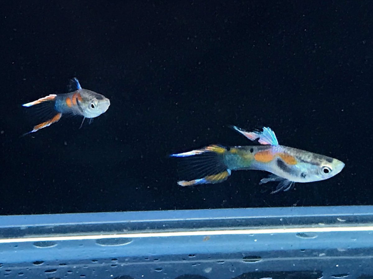 さえり 明日の爬虫類市場に 一袋ずつ連れて行く若魚の 親を載せておきます エンドラーズライブベアラー 1トリオ 1pr 1 ブルーグラス 1トリオ Rre Aモスコーブルー 1トリオ エンドラーズジャパンブルー 1トリオ 全て1 000円で出す予定です