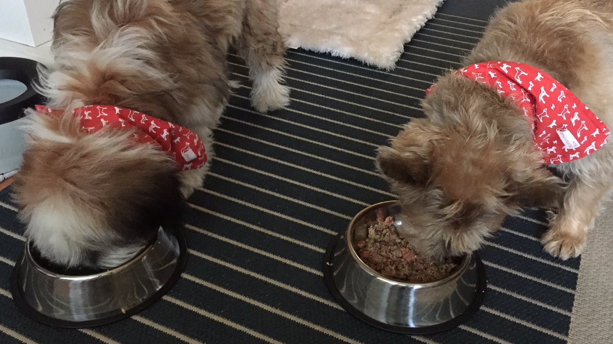 After a month of picky eating and not putting on enough weight we tried Bailey on @ButternutBox Now, it’s a clean bowl/full tummy scenario after every meal. Old boy Tigger loves it too. (You get a nifty free bandana was well!) Highly recommend becoming a #Butternutter