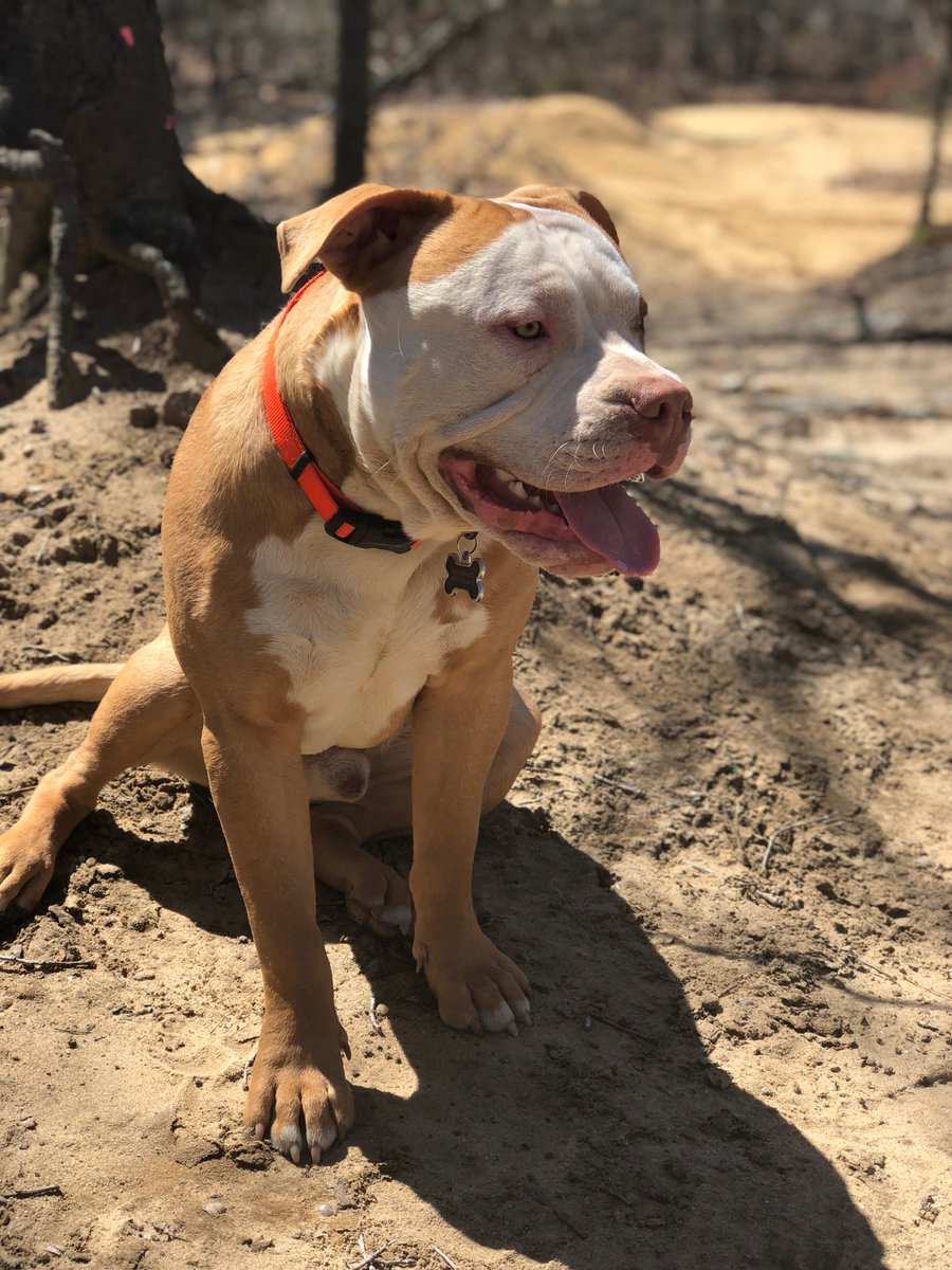 _dbreezyyyy's tweet photo. How does my dog become the face of @MilkBone ??? https://t.co/UUpFu9S583