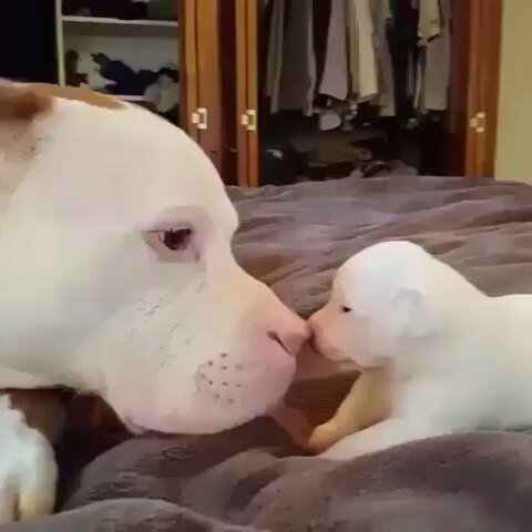pitbulldog18's tweet image. 💕💕💕&quot;
Thank you pitbull_doog for this adorable video!😍 &quot;
#pitbullsofficial #ourpitpage #pittie #pitbullpride #pitbullpuppy #bullybreed #americanbullies #lovebully #showusyourpits #bullyhaven #whogivesapit #bluenose