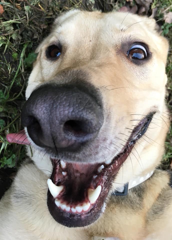gsrescueelite's tweet photo. Crazy Daisy is around 2yrs old now and has been with us since Dec 17, she is a real goofball and super sweet girl who needs a child and pet free home that can give her time to settle and trust you 
#dogs
#GermanShepherd 
#Essex
https://t.co/FMQqKFhhj6 https://t.co/pQhX7gn1WN