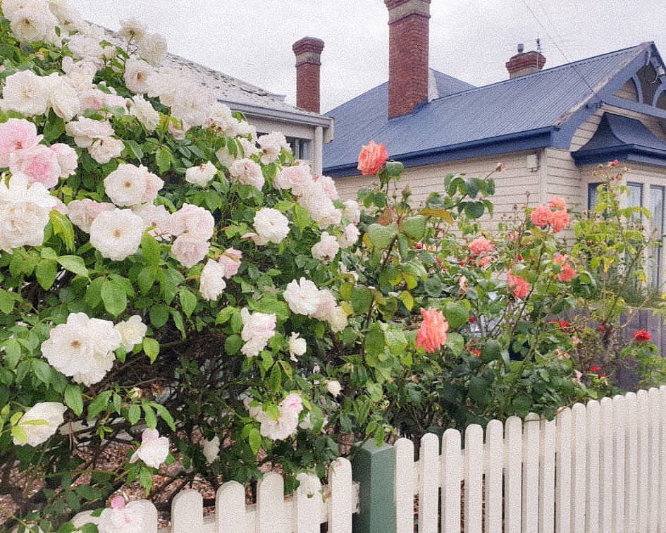 ⛅️ 𝓃𝒶𝓉𝓊𝓇𝑒 🍃 (@plant_aesthetic) on Twitter photo 