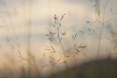 ⛅️ 𝓃𝒶𝓉𝓊𝓇𝑒 🍃 (@plant_aesthetic) on Twitter photo 