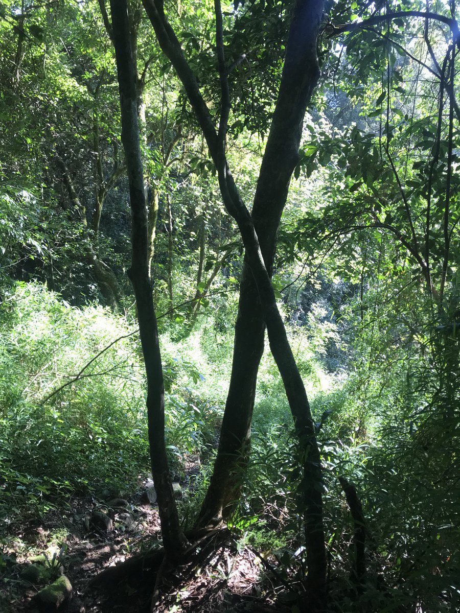 MagoebasHotel's tweet photo. Looking for some adventure today? At @magoebaskloofhotel we have a quick 1.5km waterfall trail into the Magoebaskloof Forest. Entrance is free to all who dare to enter.
-
-
-
#MagoebaskloofHotel #OrionHotels #WaterfallWalks #Limpopo #ForestWalking #Adventure #Hiking #Trails https://t.co/vKWNRYBWvR