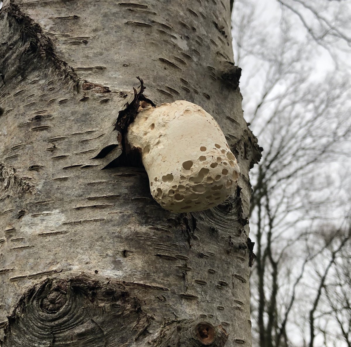 uffelenjohn's tweet photo. What is it ? #nature #neverseenitbefore #mushroom? https://t.co/LDVg3Osvyp