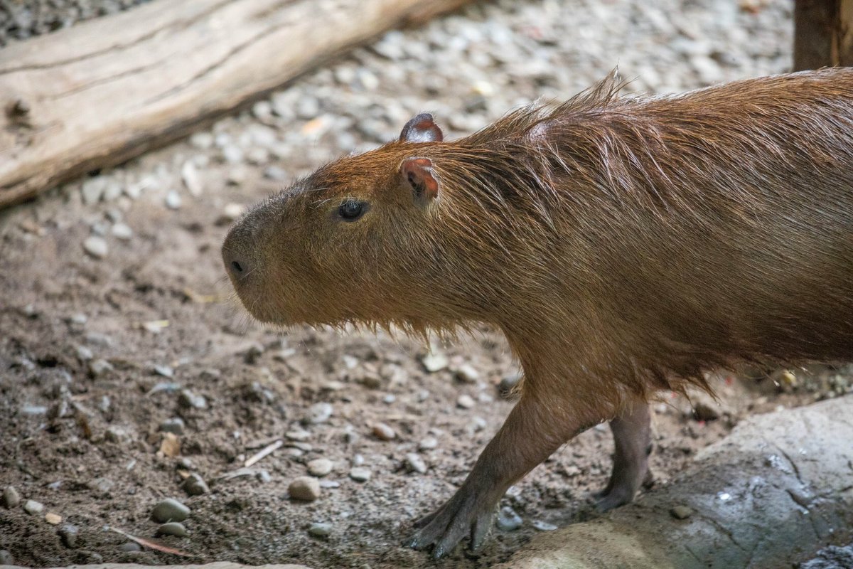 best webdrive for rails rspec capybara best webdrive for rails rspec capybara