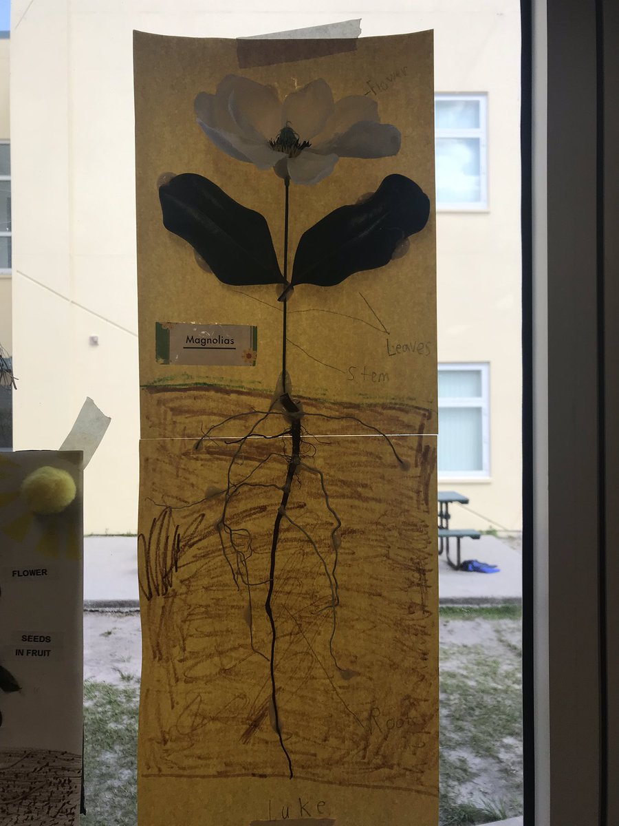 desilvaEDU's tweet photo. 3rd grade 3D flowers on display! This teacher LOVES springtime in the classroom. Yes, those are petals made of glittery Pringles chips 😍@ChilesElem https://t.co/hjcsGuFKQ6