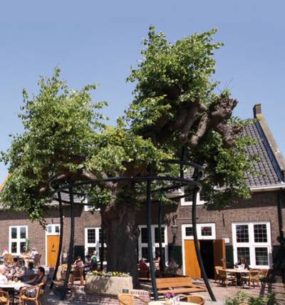 350 jaar oude linde bij Radstake is ziek en gaat naar Burgers’ Zoo dlvr.it/R0yGSp