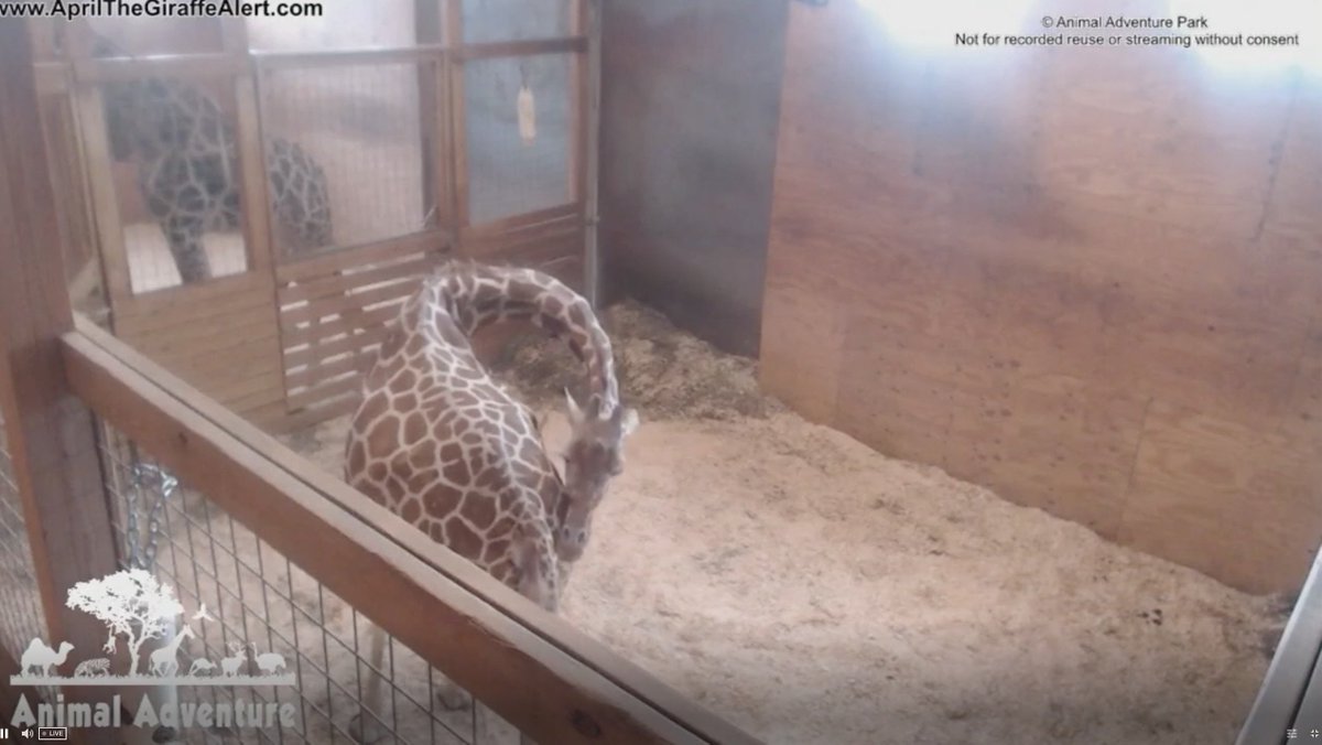 JUST NU: Giraffen April är på väg att föda – följ förlossningsdramatiken direkt aftonbladet.se/tv/a/281737?br…