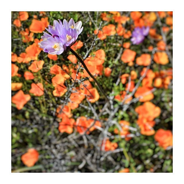 Fiona3866's tweet photo. Blue Dicks among the poppies, and yes that's their name 😉
Hope you all have a great weekend 
#californiapoppies #bluedicks #wildflowers #nature #photography https://t.co/M4888uyPyX https://t.co/h6EQdzl8Wc