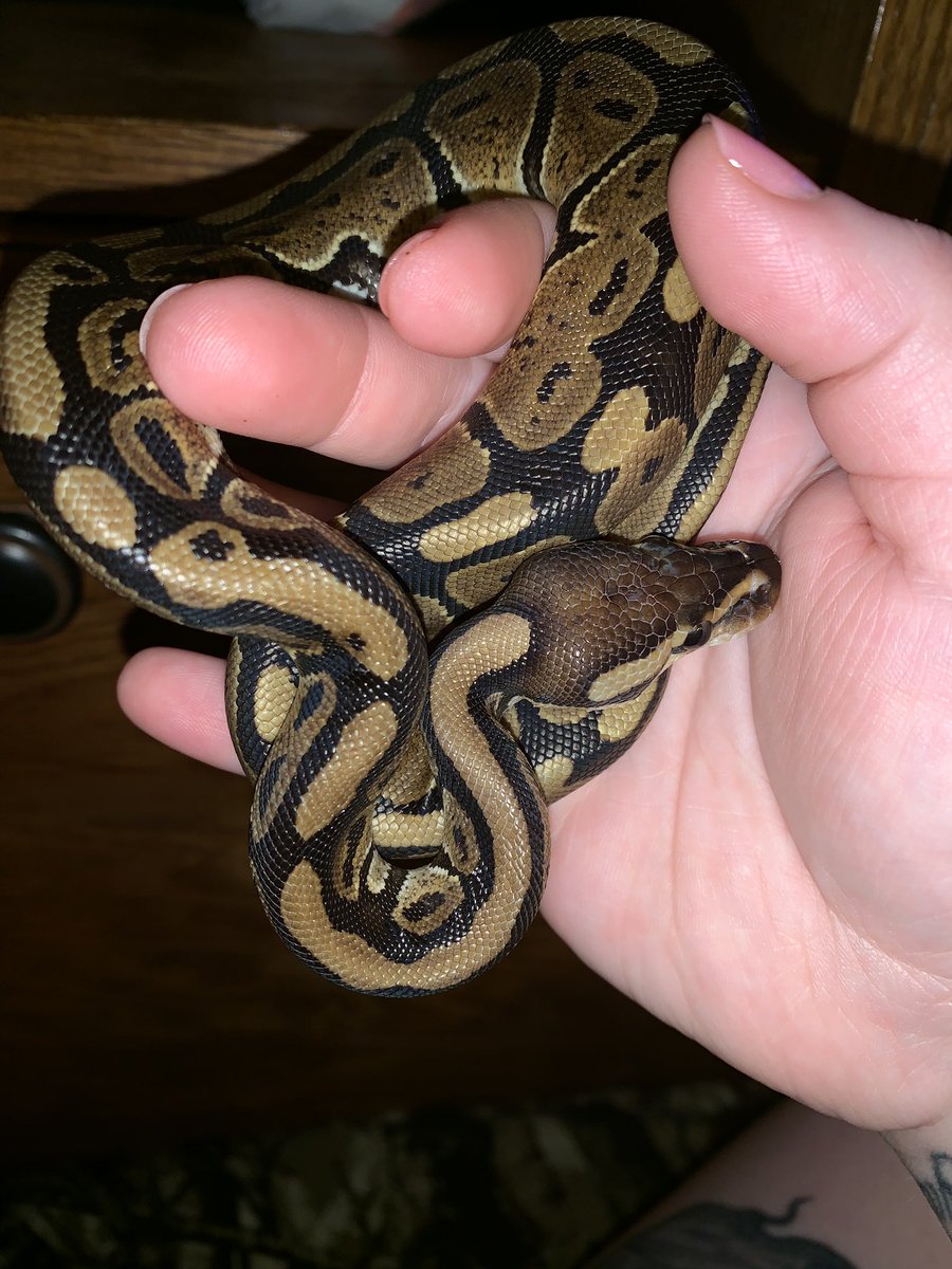 Parsel19's tweet image. I love being out, so I give my mom a snoot boop 🐍❤️ #ballpython #ballpythonoftwitter #snake #ballpythons #snootboop #boop