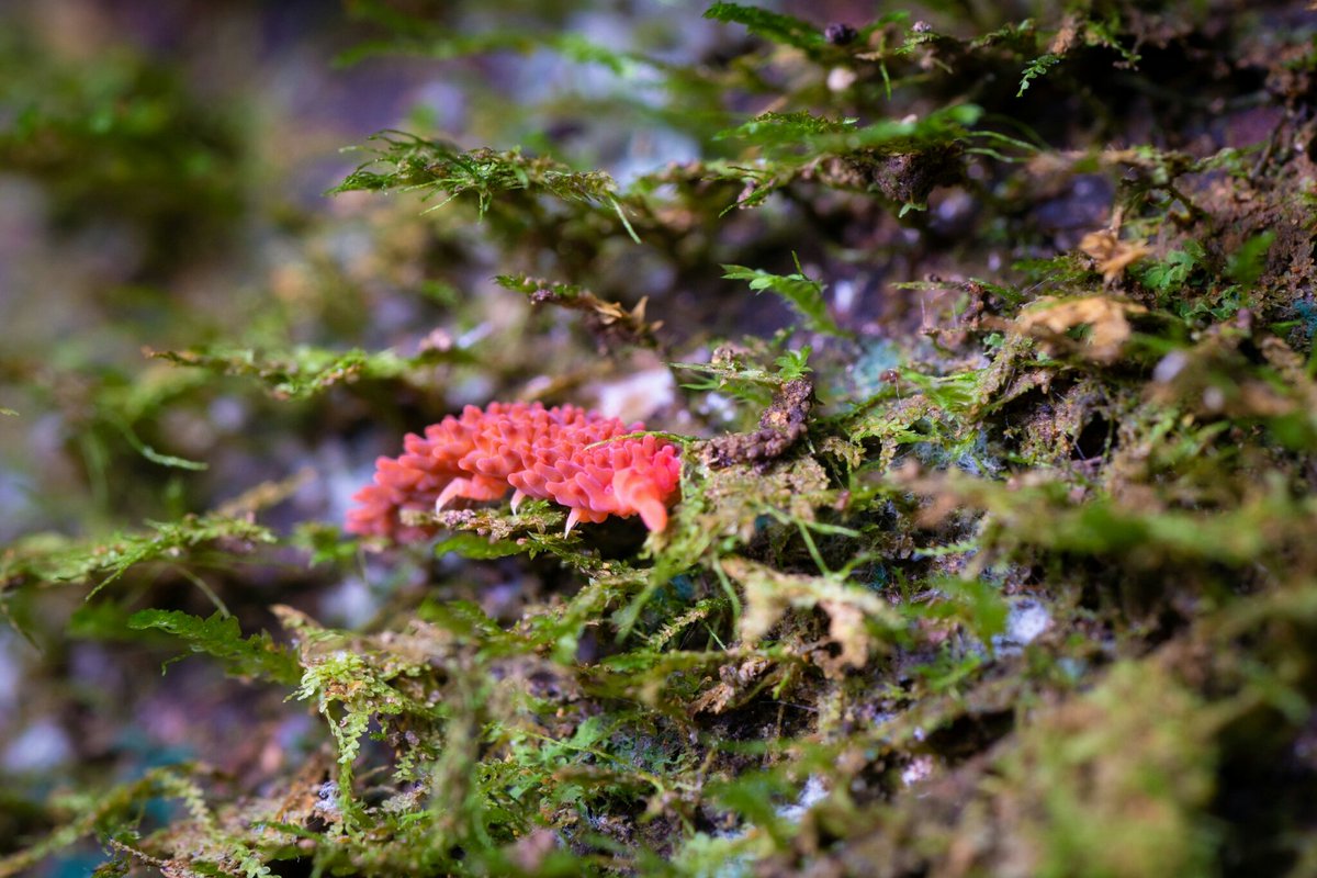 inaturalist's tweet photo. Our Observation of the Day is this Caledonimeria mirabilis #springtail, seen in New #Caledonia by damienbr! It's the first observation of this species posted to iNaturalist. 

More details at: https://t.co/4cfBFAizY5 #OOTD #nature #animals #wildlife #naturephotography https://t.co/X1XyJmFweV