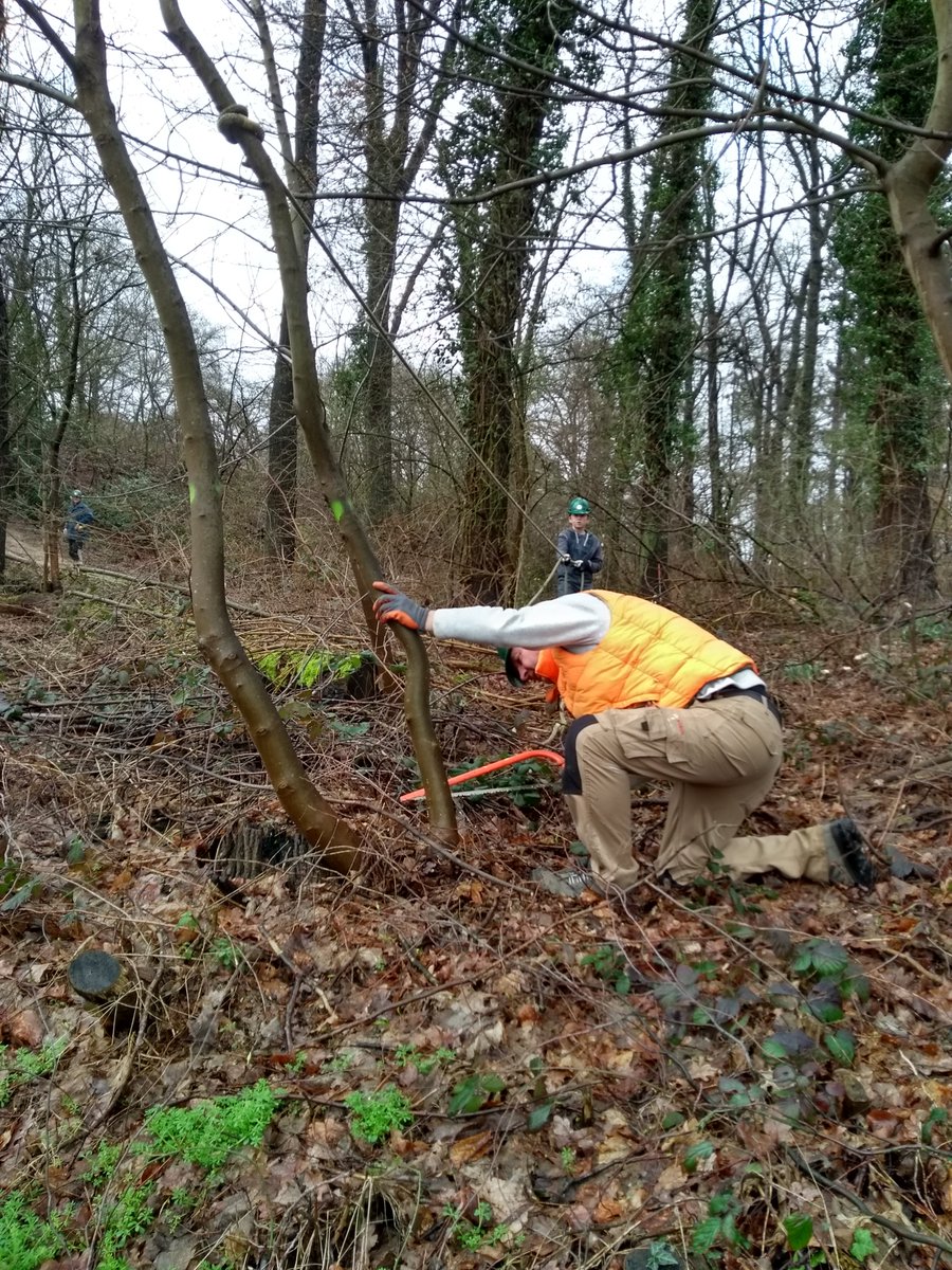 robertgilissen's tweet photo. Het hakhoutseizoen zit er weer op! Vandaag in #hellingbos @GemSimpelveld de laatste plukjes Esdoorn bestreden en liggende stammen stormhout opgeruimd. Nu alle groen en bloei weer laten ontluiken en heerlijk genieten van deze mooie plek. Dank aan de #vrijwilligers! @StichtingIKL https://t.co/LP8xVs3uBl