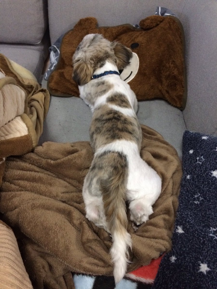 ２０１９年３月１６日の夜９時半頃、#いわき市 #平 #赤井 の自宅から愛 #犬 がいなくなってしまいました。
犬種は #シーズー  
毛色は #白黒茶
生後７ヶ月
名前はけん太です。
#首輪あり
どなたか見かけた方はいませんか？