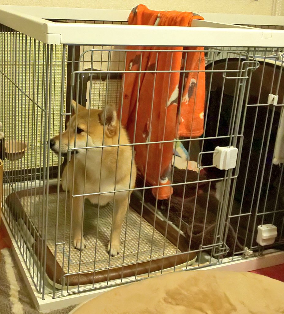 豆柴だったマサル 柴犬三太 Auf Twitter マサルだよ 今日お散歩に行ったら雨が降ってきて 歩くのやめたよ 僕はトイレは家でするからね わかった 柴犬 トイレ 家で 雨の散歩 見ないでよ 日本犬 男の子 うちでは足はあげないよ